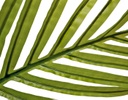 PALMERA ARTIFICIAL KENTIA VERDE (2.3mts)