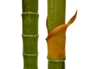 PALMERA ARTIFICIAL KENTIA VERDE (2.3mts)