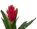 PLANTA ARTIFICIAL GUZMANIA DE LA SUERTE (80cm)