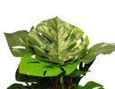PLANTA ARTIFICIAL MONSTERA VERDE (1.2mts)
