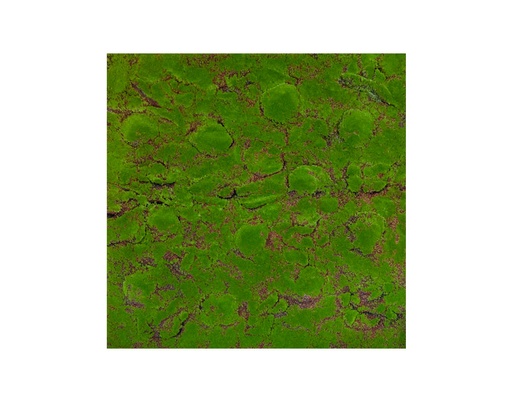 [MCH.FOL.0019] FOLLAJE ARTIFICIAL GREEN LAKE CONSERVADO (1M²)