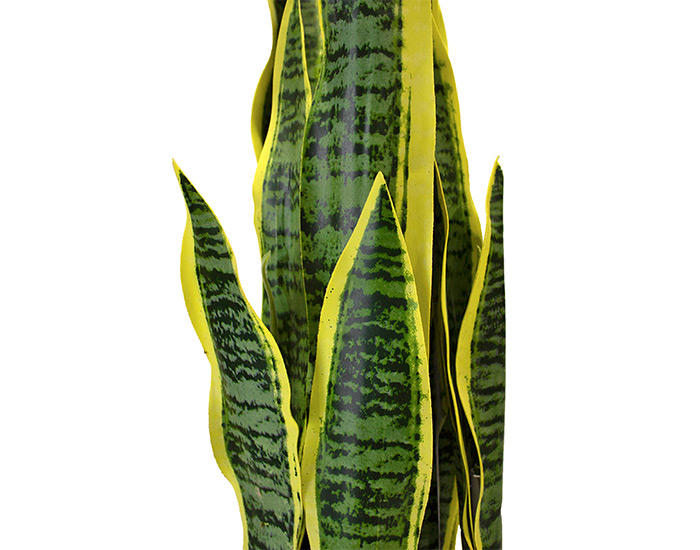 PLANTA ORQUÍDEA TIGRE (80cm)