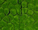 FOLLAJE ARTIFICIAL GREEN QUEBRADO CONSERVADO (1M²)