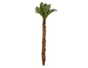 PALMERA DECORATIVA BARZA CON TALLOS EXTRA GRANDE (5mts)