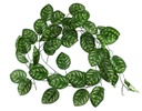 ENREDADERA COLGANTE IVY VERDE Y BLANCO (3mts)