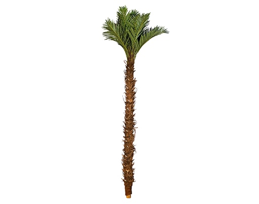 [MCH.PLT.0114] PALMERA DECORATIVA BARZA CON TALLOS EXTRA GRANDE (5mts)