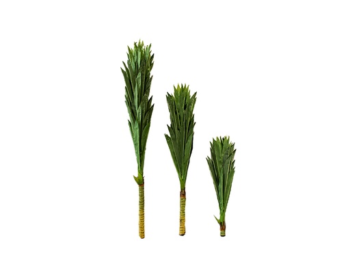 [MCH.PLT.0010] PLANTA KWA DE BRASIL (3 PZAS)