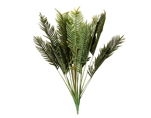 [MCH.PLT.0004] PLANTA KWAI CONTAMINADO (1.3mts)