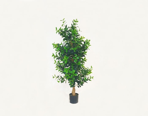 [MCH.PLT.0015] ÁRBOL DE TÉ (1.5mts)